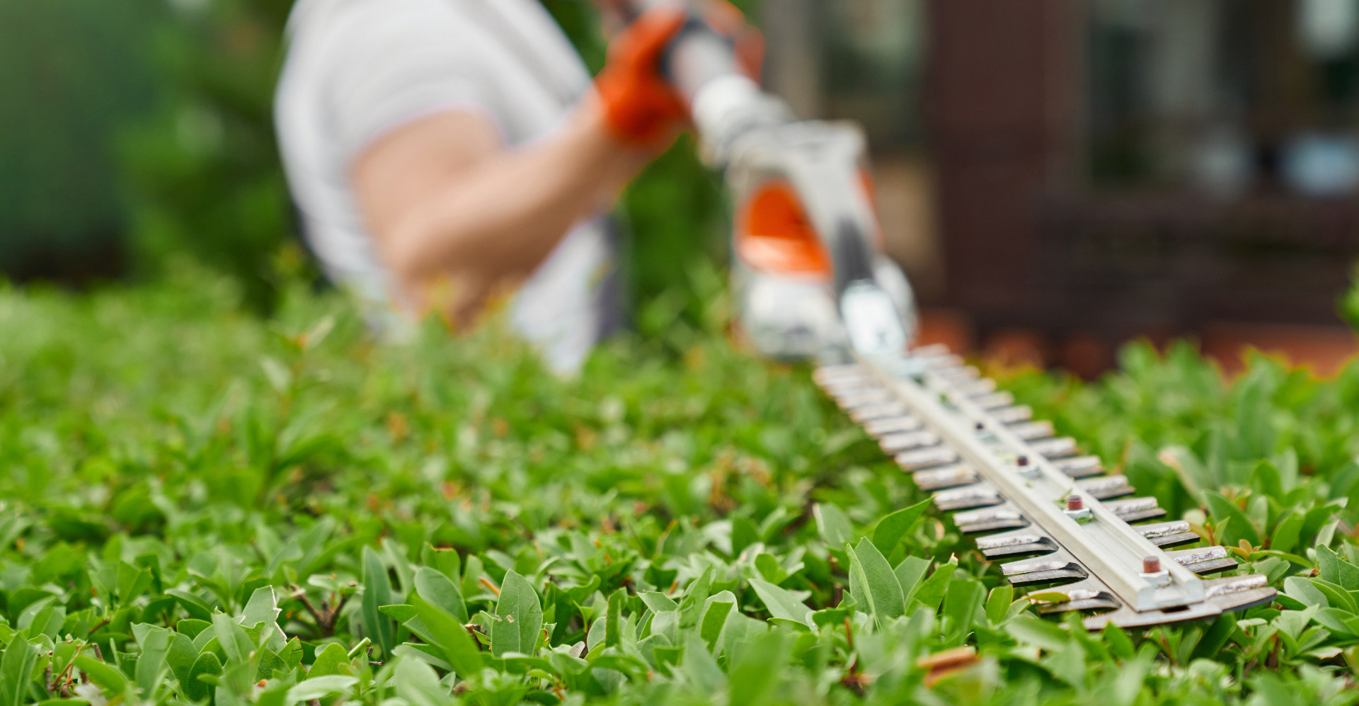 Tree Surgeon North London | North London Tree Surgeons